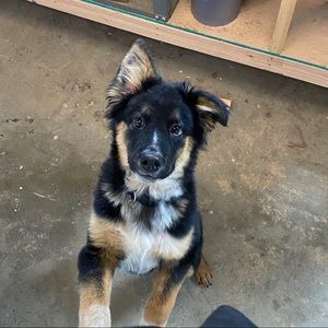 Meet your Posher, Hawk